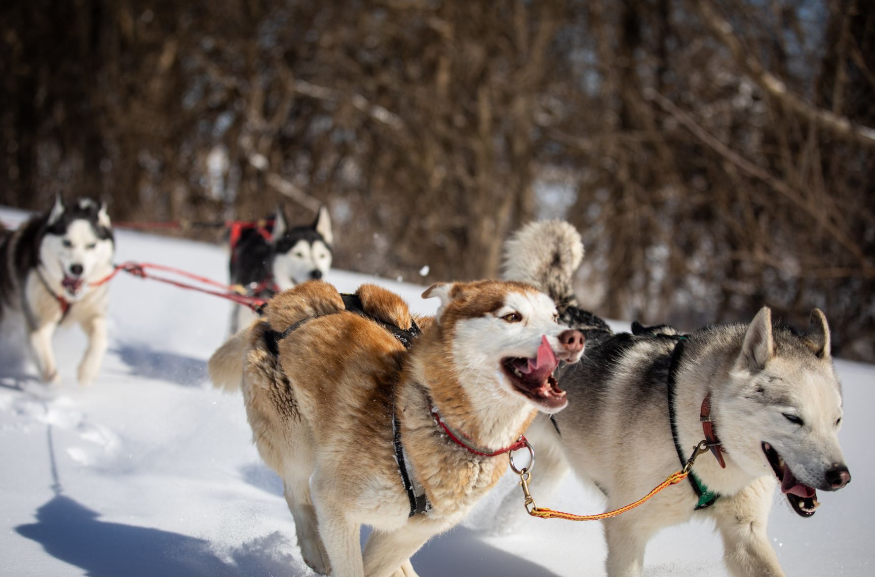 Snow treat for sled dog team